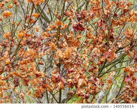 Orange autumnal leaves on a tree in the Blue Mountains Orange autumnal leaves on a tree in the Blue Mountains 140556014