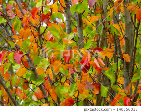 Orange autumnal leaves on a tree in the Blue Mountains Orange autumnal leaves on a tree in the Blue Mountains 140556015