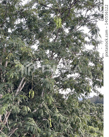 Close-Up of Parkia Speciosa Tree with Green Pods in Malaysia Close-Up of Parkia Speciosa Tree with Green Pods in Malaysia 140556122