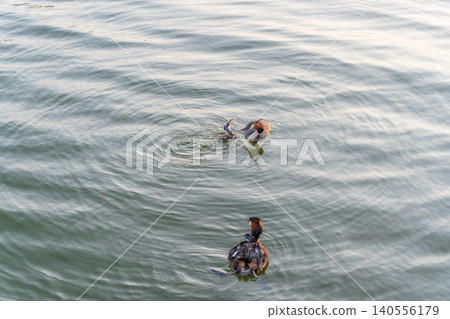 An adult great crested grebe feeds its chick with fish on a summer evening. An adult great crested grebe feeds its chick with fish on a summer evening. 140556179