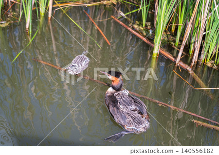 The water bird Great crested Grebe, Podiceps cristatus, swimming in the lake, and its cute babies riding on its back The water bird Great crested Grebe, Podiceps cristatus, swimming in the lake, and its cute babies riding on its back 140556182