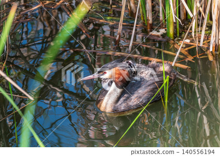 The water bird Great crested Grebe, Podiceps cristatus, swimming in the lake, and its cute babies riding on its back The water bird Great crested Grebe, Podiceps cristatus, swimming in the lake, and its cute babies riding on its back 140556194