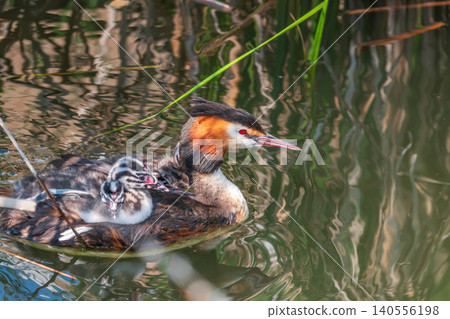 The water bird Great crested Grebe, Podiceps cristatus, swimming in the lake, and its cute babies riding on its back The water bird Great crested Grebe, Podiceps cristatus, swimming in the lake, and its cute babies riding on its back 140556198