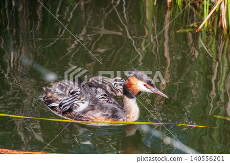 The water bird Great crested Grebe, Podiceps cristatus, swimming in the lake, and its cute babies riding on its back The water bird Great crested Grebe, Podiceps cristatus, swimming in the lake, and its cute babies riding on its back 140556201