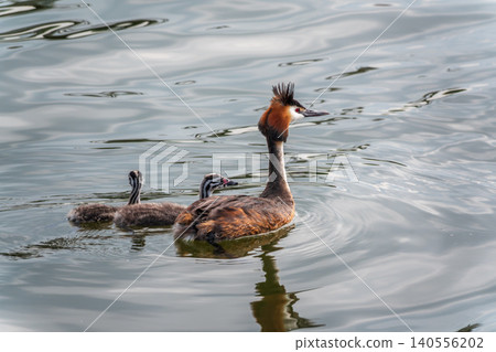 The waterfowl bird, great crested grebe with chick, swimming in the lake. 140556202