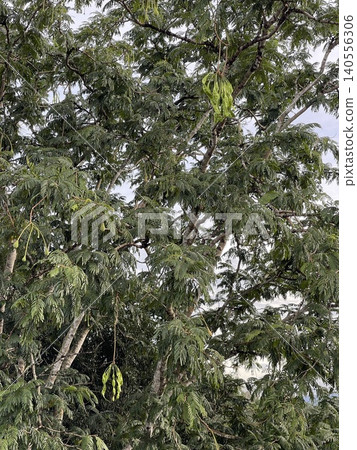 Petai Bitter Bean Parkia Speciosa Tree In Malaysia 140556306