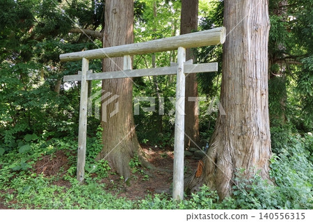 Torii gate surrounded by large trees Torii gate surrounded by large trees 140556315