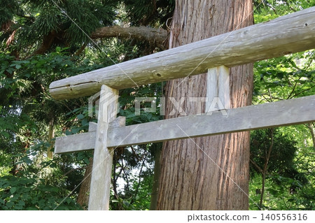 Torii gate surrounded by large trees Torii gate surrounded by large trees 140556316