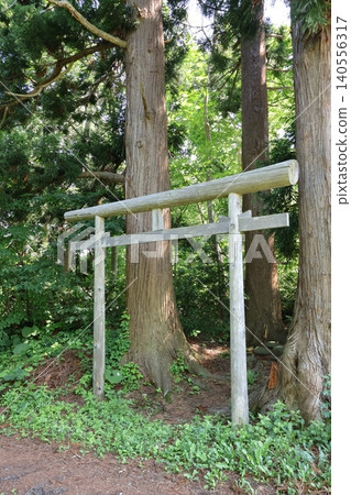 Torii gate surrounded by large trees Torii gate surrounded by large trees 140556317