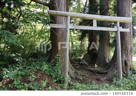 Torii gate surrounded by large trees Torii gate surrounded by large trees 140556319