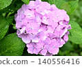 粉紅色的繡球花在雨中濕潤 粉紅色的繡球花在雨中濕潤 140556416