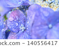 在雨中弄濕的藍色繡球花 在雨中弄濕的藍色繡球花 140556417