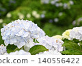白色繡球花 白色繡球花 140556422