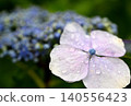 繡球花在雨中濕潤 繡球花在雨中濕潤 140556423