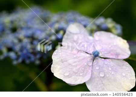 繡球花在雨中濕潤 140556423