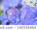 在雨中弄濕的藍色繡球花 在雨中弄濕的藍色繡球花 140556464