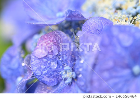 在雨中弄濕的藍色繡球花 140556464