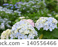 繡球花盛開在雨季的清除 繡球花盛開在雨季的清除 140556466