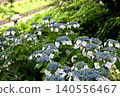藍色繡球花 藍色繡球花 140556467