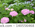 雨季盛開的粉紅色繡球花 雨季盛開的粉紅色繡球花 140556468