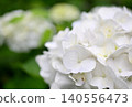 白色繡球花 白色繡球花 140556473