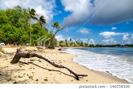 Beautiful tropical Plage des Salines beach with palm trees and driftwood in Sainte Anne, Martinique. Beautiful tropical Plage des Salines beach with palm trees and driftwood in Sainte Anne, Martinique. 140556500