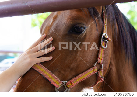 Person's hand petting brown horse creating close bond Person's hand petting brown horse creating close bond 140556790