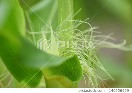 Silk thread from corn female flower Silk thread from corn female flower 140556959