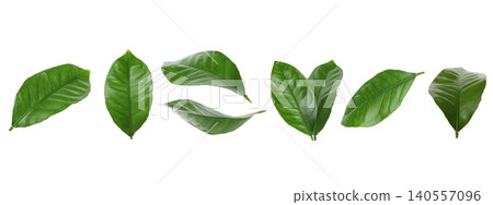 Green leaves are arranged in different shapes and forms, PNG Green leaves are arranged in different shapes and forms, PNG 140557096