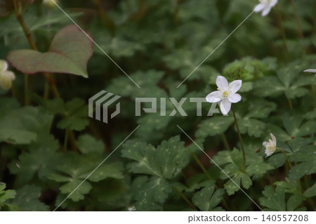 高尾山:風景與花卉 高尾山:風景與花卉 140557208