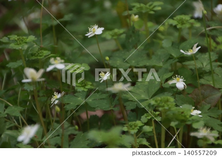 Mount Takao: Scenery and Flowers Mount Takao: Scenery and Flowers 140557209