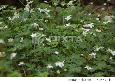 Mount Takao: Scenery and Flowers Mount Takao: Scenery and Flowers 140557210
