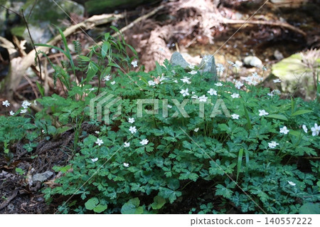 Mount Takao: Scenery and Flowers Mount Takao: Scenery and Flowers 140557222