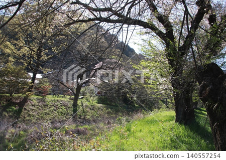 Mount Takao: Scenery and Flowers Mount Takao: Scenery and Flowers 140557254