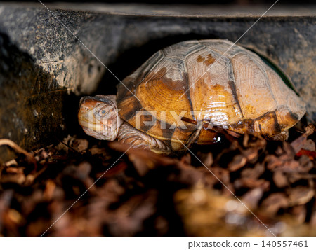 Close-up of a three-toed box turtle Close-up of a three-toed box turtle 140557461