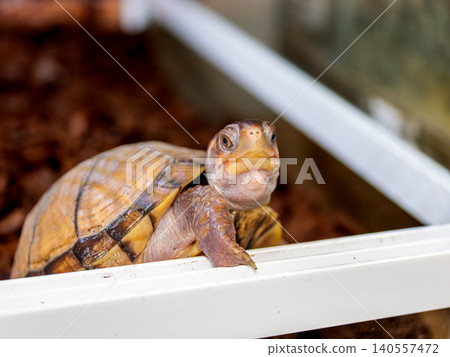 Close-up of a three-toed box turtle 140557472