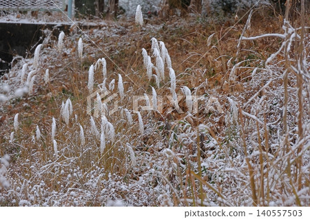 First snow 140557503