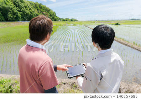 從事水稻種植的人們的背影 從事水稻種植的人們的背影 140557683