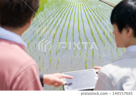 從事水稻種植的人們的背影 從事水稻種植的人們的背影 140557685