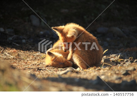 Innocent baby fox Innocent baby fox 140557756