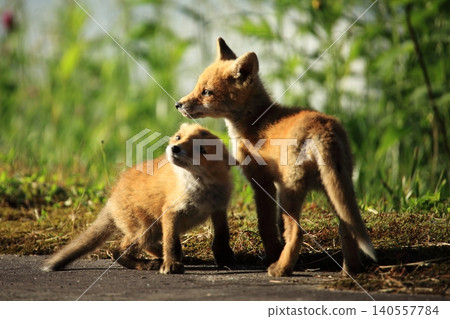 Innocent baby fox Innocent baby fox 140557784