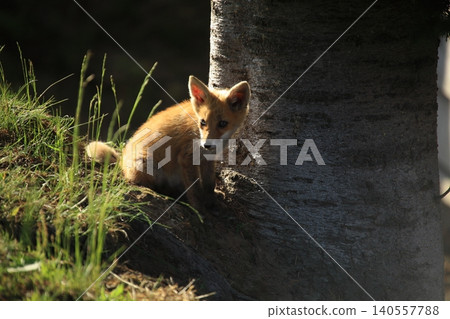 Innocent baby fox Innocent baby fox 140557788