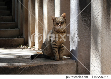 Tabby cat sitting on stone steps in bright sunlight between columns Tabby cat sitting on stone steps in bright sunlight between columns 140558053