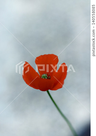 Poppies blooming towards the blue sky Poppies blooming towards the blue sky 140558085