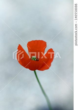 Red Poppy Flower Red Poppy Flower 140558086