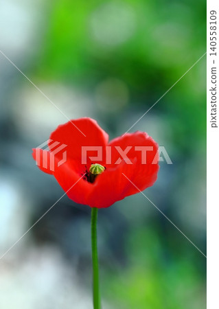 Red Poppy Flower Red Poppy Flower 140558109