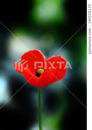 Red Poppy Flower Red Poppy Flower 140558110