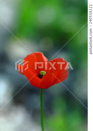 Red Poppy Flower Red Poppy Flower 140558111