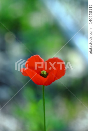 紅罌粟花 140558112
