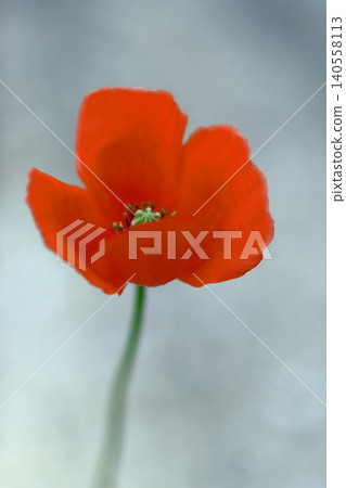 紅罌粟 紅罌粟 140558113